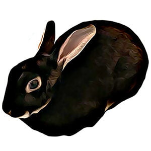 rabbit